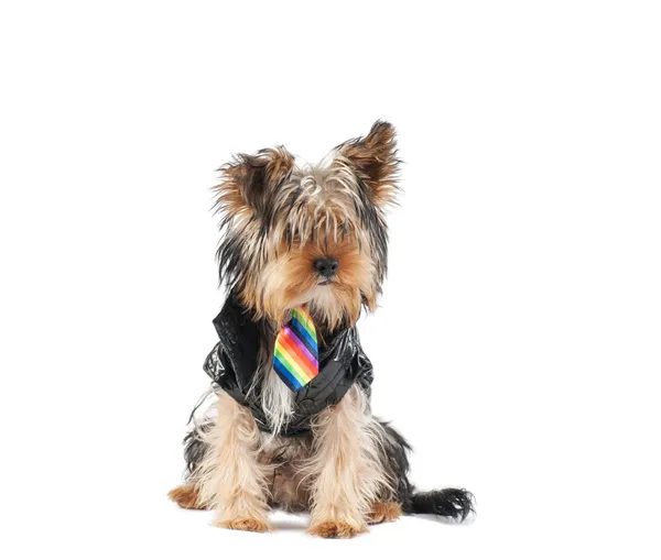 Yorkie — Stockfoto