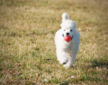 beyaz köpek yavrusu