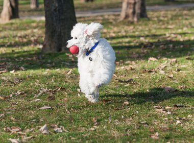 beyaz köpek yavrusu