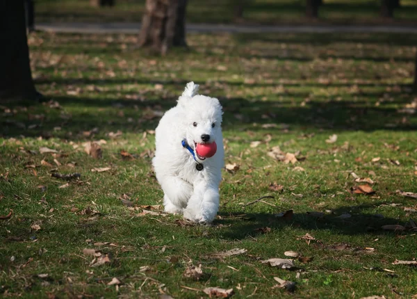 Pequeño cachorro blanco — Foto de Stock