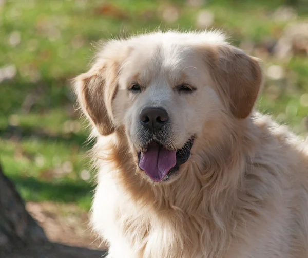 Perro perdiguero de oro — Foto de Stock