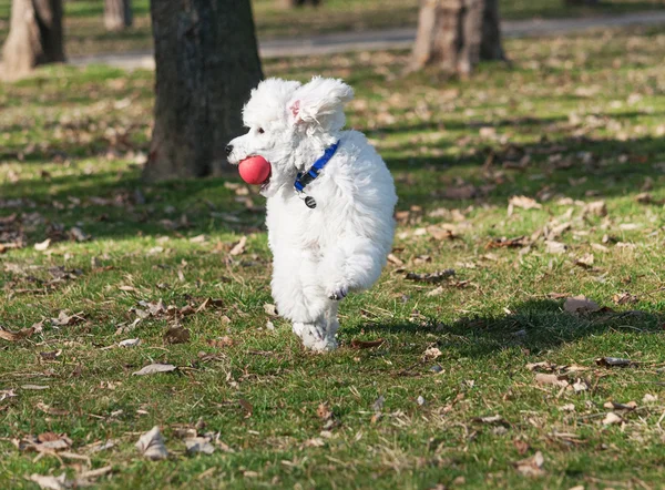 Pequeño cachorro blanco — Foto de Stock