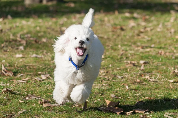 Pequeño cachorro blanco — Foto de Stock