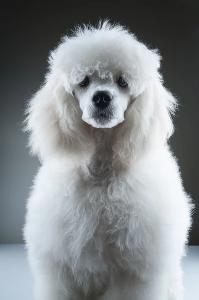 Λευκό poodle — Φωτογραφία Αρχείου