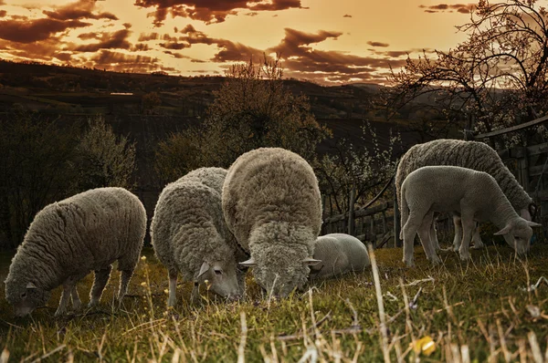 Schapen — Stockfoto