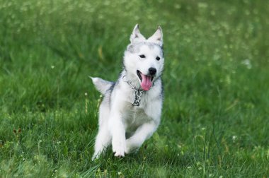 Siberian dış yapraklar