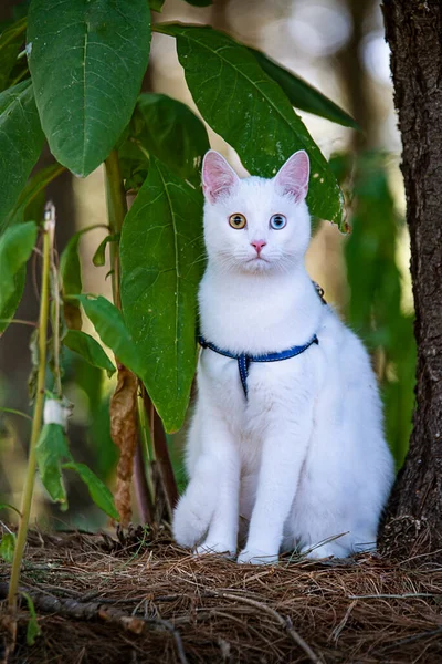 Vit Katt Med Blå Krage Går Skogen — Stockfoto