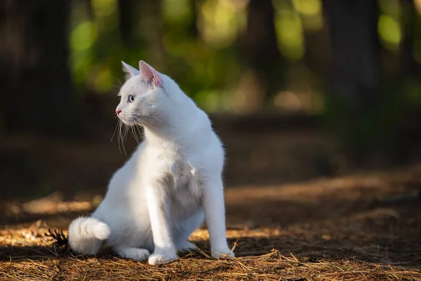 Vit Katt Med Blå Krage Går Skogen — Stockfoto