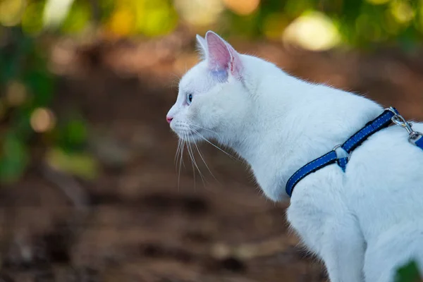 Vit Katt Med Blå Krage Går Skogen — Stockfoto