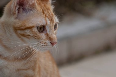 Portrait of a young orange cat