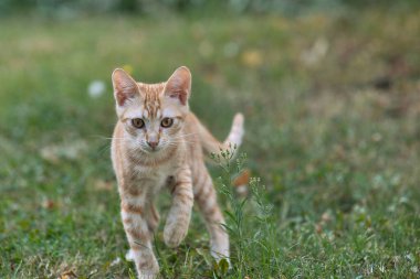 Cute orange kitten in nature