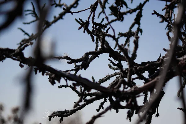 Mavi gökyüzünde çıplak ağaç dalları