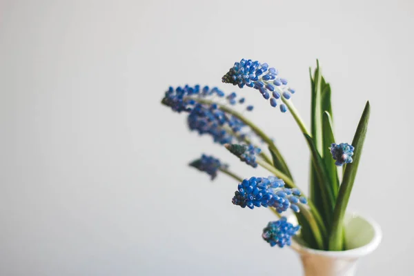 Beyaz arkaplanda mavi muscari çiçekleri