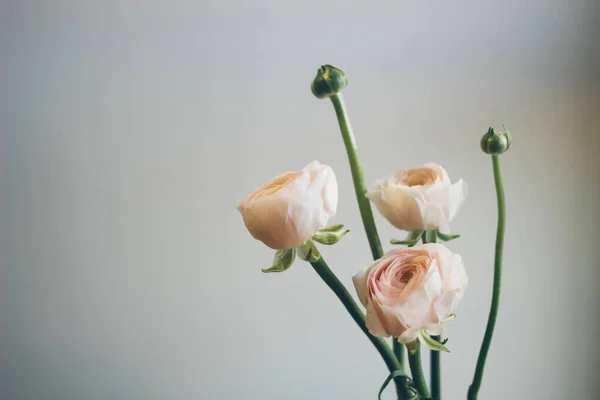 Beyaz arka planda güzel ranunculus çiçekleri