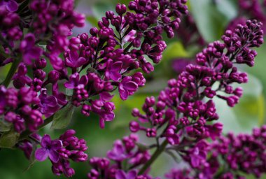 Mor Serynga 'nın çiçek açan dalı 