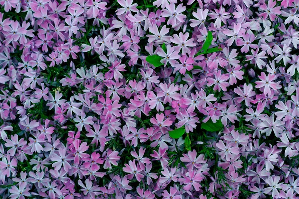 紫色のセリンガの開花枝 — ストック写真