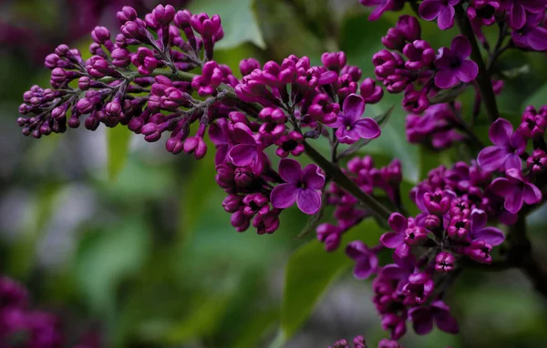 Blooming Branch Purple Serynga — Stock Photo, Image
