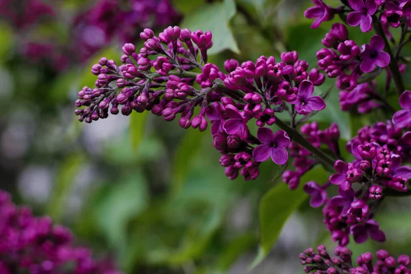 Bahçedeki güzel mor leylak çiçekleri