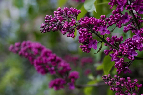 Bahçedeki güzel mor çiçekler