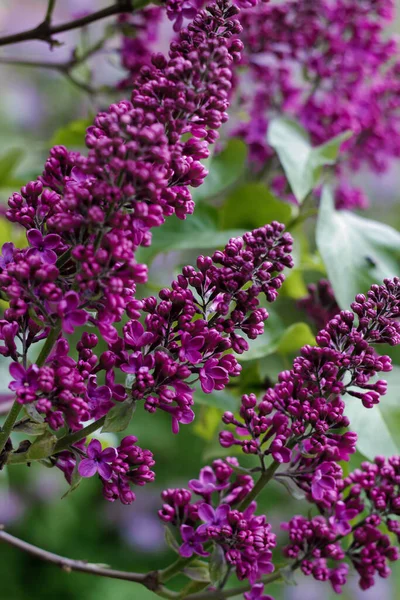 Beautiful Lilac Flowers Garden — Stock Photo, Image