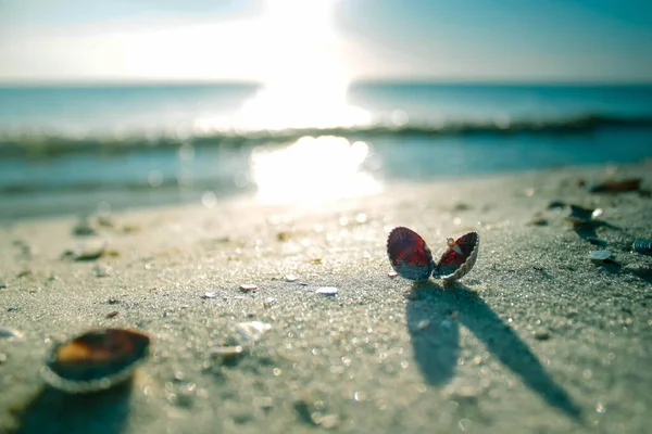 Sahilde güzel bir kelebek