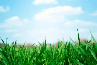 Mavi gökyüzü arkaplanlı yeşil çimen