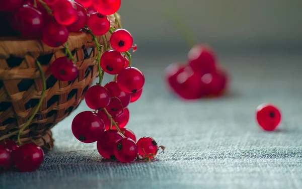 kırmızı frenk üzümü, yakın plan, boşluğu kopyala