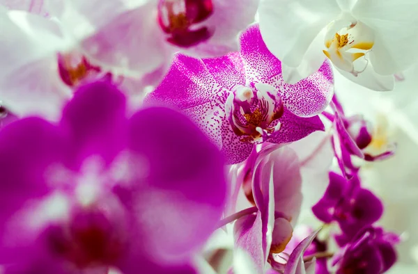 Bahçedeki güzel orkide çiçekleri