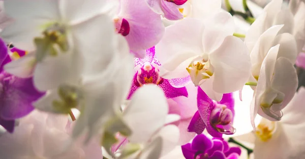 Bahçedeki güzel orkide çiçekleri
