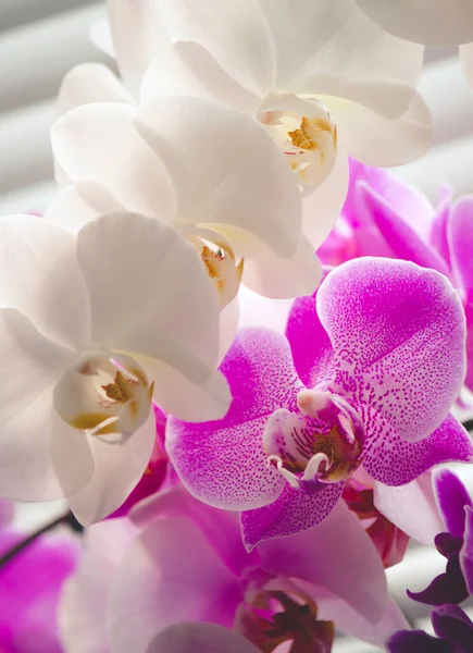 Bahçedeki orkide çiçeği