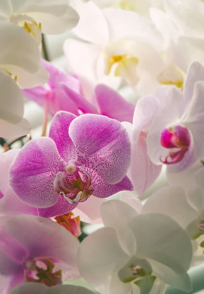 Çiçekçide orkide, yakın plan.