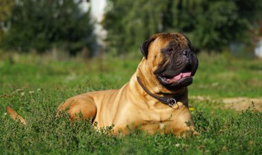 cins bulmastiff