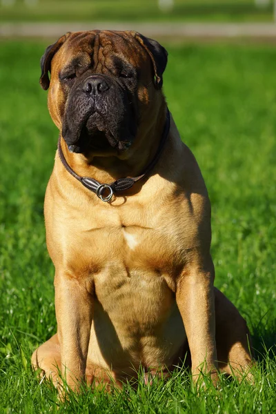 Bulmastiff — Zdjęcie stockowe