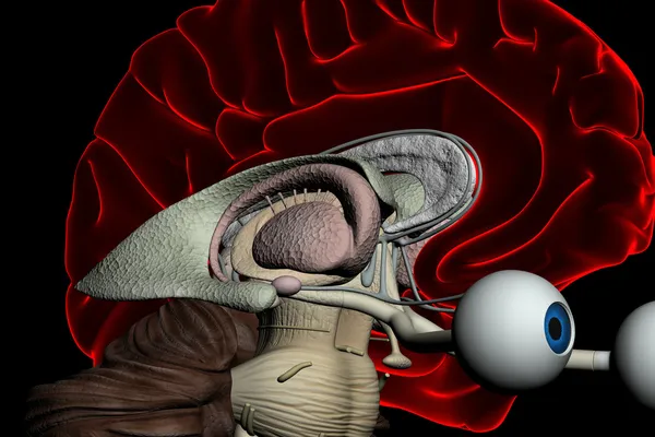 Digitalização cerebral humana — Fotografia de Stock