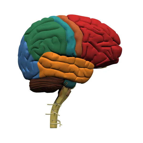 Partes del cerebro humano — Foto de Stock