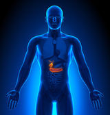 lékařský imaging - mužské orgány - žlučník slinivka