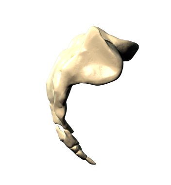 sakrum - lateral görünüm - yan görünüm