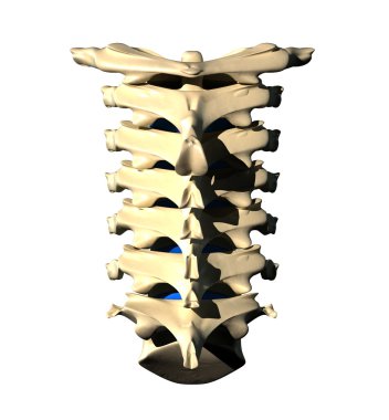 Cervical Spine - Posterior view Back view clipart