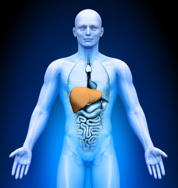 Tıbbi görüntüleme - erkek organları - karaciğer