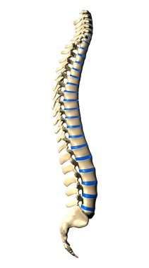 Spine Vertebrae - Lateral view Side view clipart
