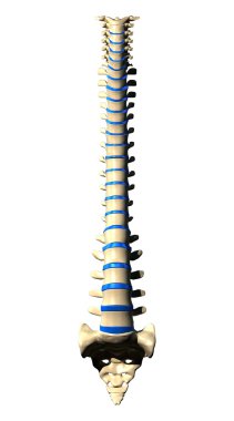 Spine Vertebrae - Anterior view Front view clipart