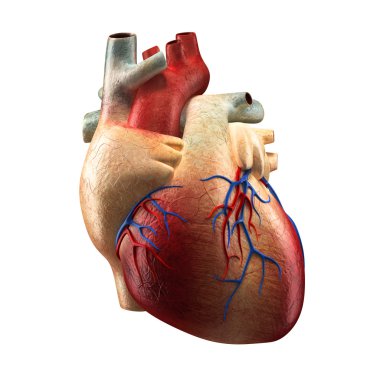 gerçek kalp beyaz - insan anatomisi modeli izole
