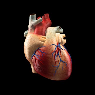 gerçek kalp siyah - insan anatomisi modeli izole