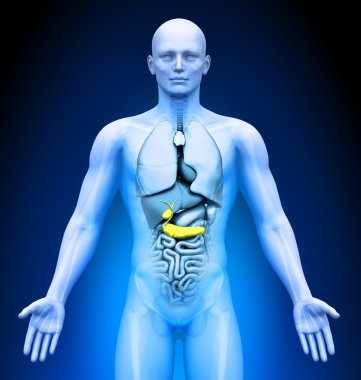 Tıbbi görüntüleme - erkek organları - safra kesesi pankreas