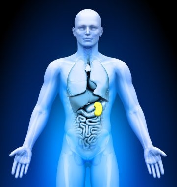 Tıbbi görüntüleme - erkek organları - dalak