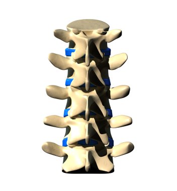 Lumbar Spine - Posterior view - Back view clipart