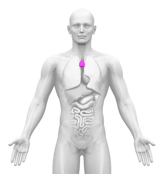 Medische beeldvorming - mannelijke organen - thymus — Stockfoto