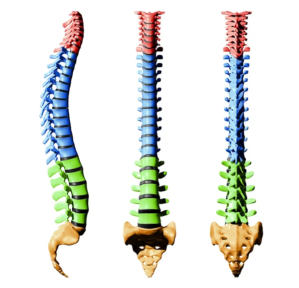 Vertebrae coluna vertebral - Peças de cor — Fotografia de Stock