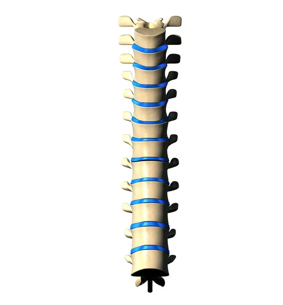 Thoracic Spine - Anterior view Front view — Stock Photo, Image