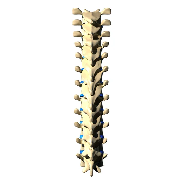 Thoracic Spine - Posterior view - Back view — Stock Photo, Image